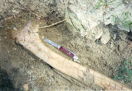 Triceratops bone closeup