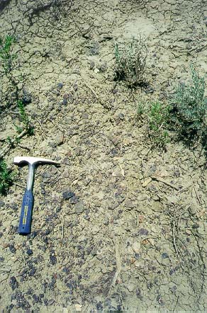 Dinosaur bone fragments