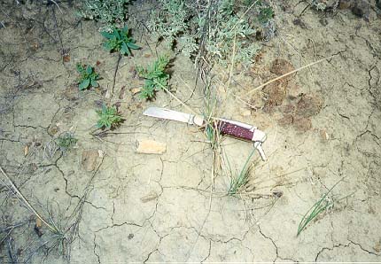 Dinosaur bone fragment