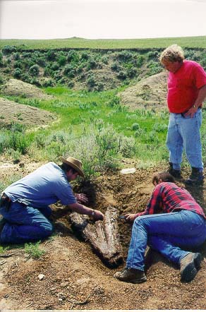 Roy excavating triceratops ribs